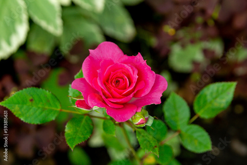 A small magenta rose in a summer garden