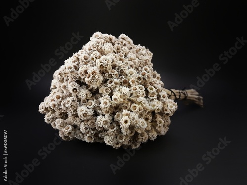 Bunch of white edelweiss dried flowers isolated on black background
