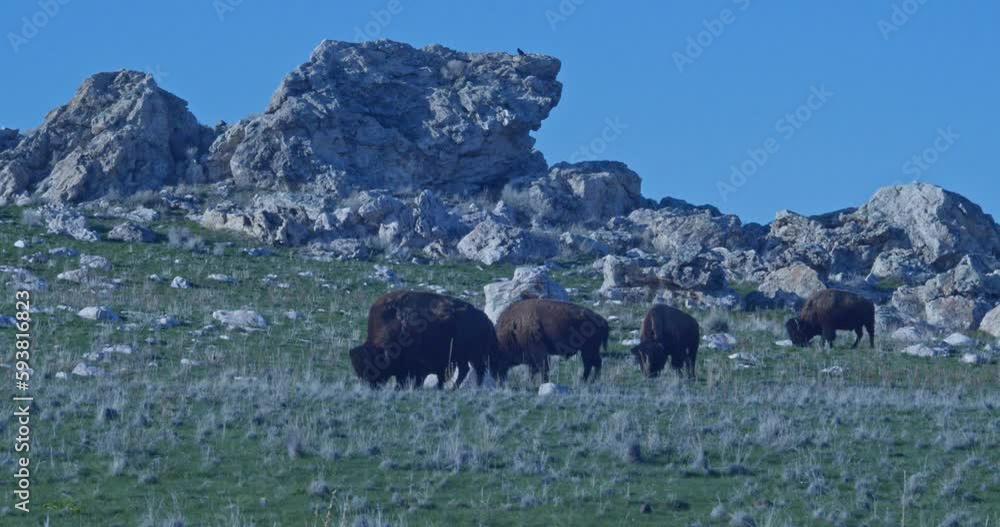 Bison Herd Grazing Rock Outcropping Crow Flies In Bison Herd Grazing Rock Outcropping Crow Flies In