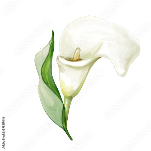 white calla lily photo