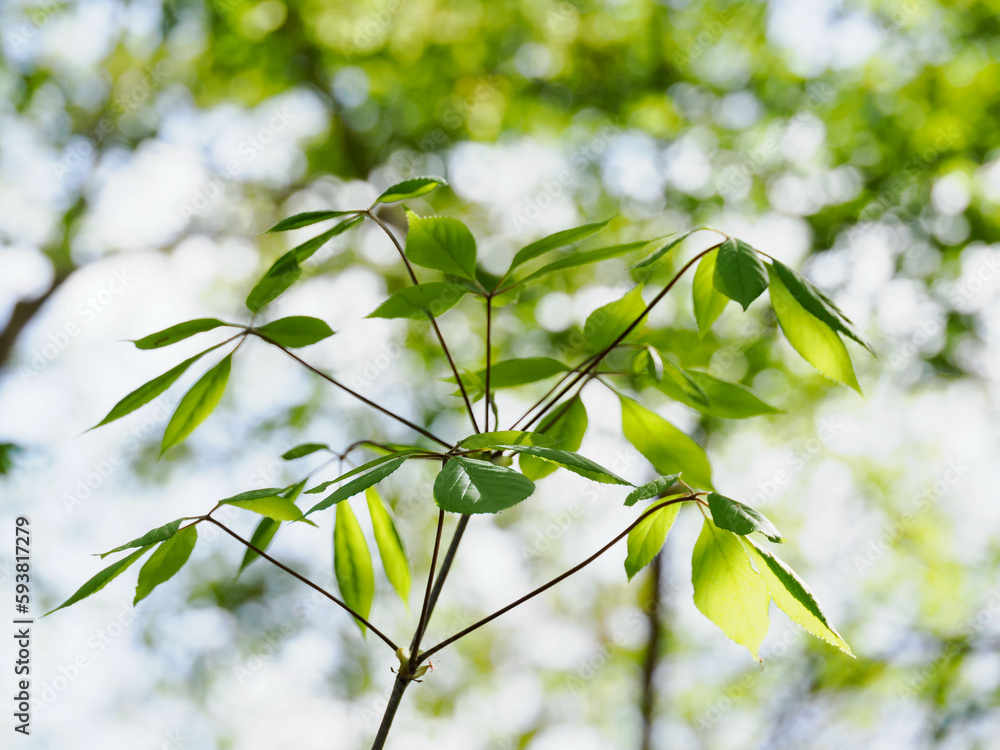 Fototapeta premium 初夏のコシアブラの葉