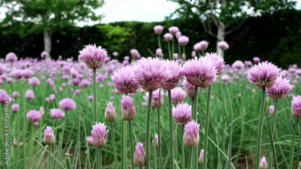 Immerse yourself in the beauty of Hokkaido's Furano with this stunning close-up shot of purple flowers and green grass swaying in the wind under a blue sky with white clouds. Immerse yourself in the beauty of Hokkaido's Furano with this stunning close-up shot of purple flowers and green grass swaying in the wind under a blue sky with white clouds.