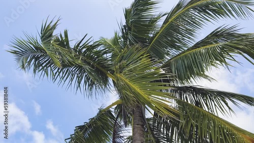 Mesmerizing Slow-Motion Close-Up Shots of the maldives Island Vibrant Palm Trees and Lush GreeneryExperience the Ultimate imaldives Relaxation vacation photo