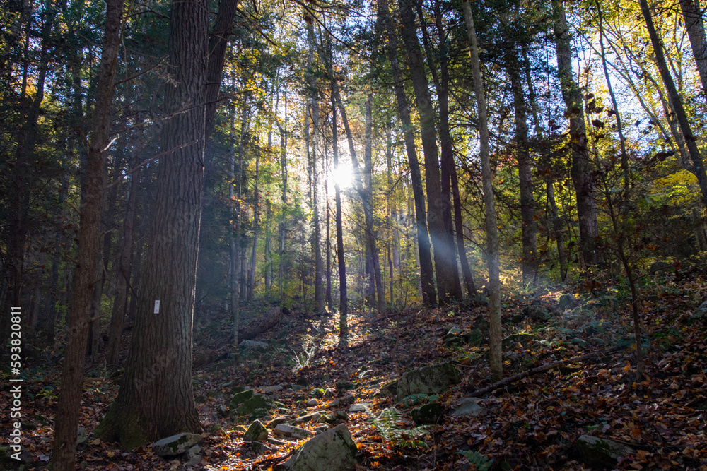 autumn forest in the morning autumn forest in the morning