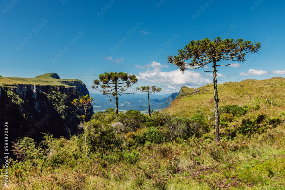 Canyon with rocks and araucaria trees in Santa Catarina, Brazil. Canyon with rocks and araucaria trees in Santa Catarina, Brazil.