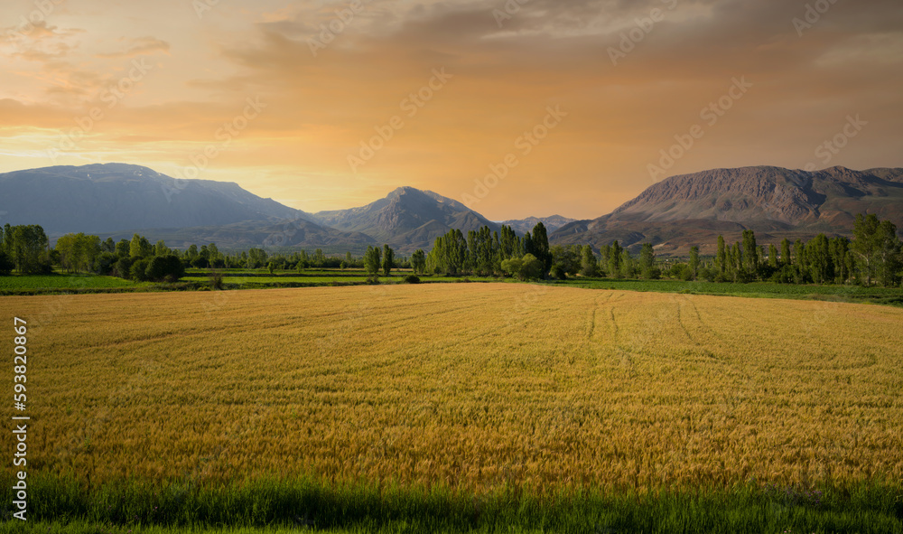 Wheat field at sunset time. Evening view of agricultural fields.