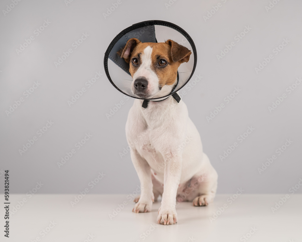 Jack Russell Terrier dog in plastic cone after surgery. 