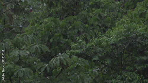 Rain on the canopy of trees in the forest with fog. Coatepec, Veracruz, México. photo