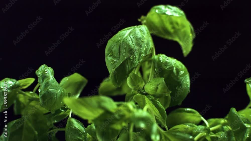 Fresh Basil water Drop on leaf super slow motion 4k 500 fps Fresh Basil water Drop on leaf super slow motion 4k 500 fps