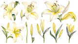 the yellow lily watercolor hand draw isolated on the white background. Generative AI
