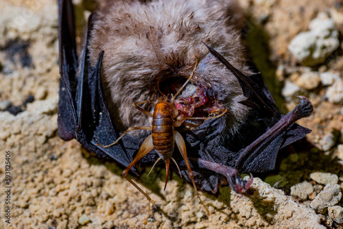 Rhaphidophoridae eating a bat photo