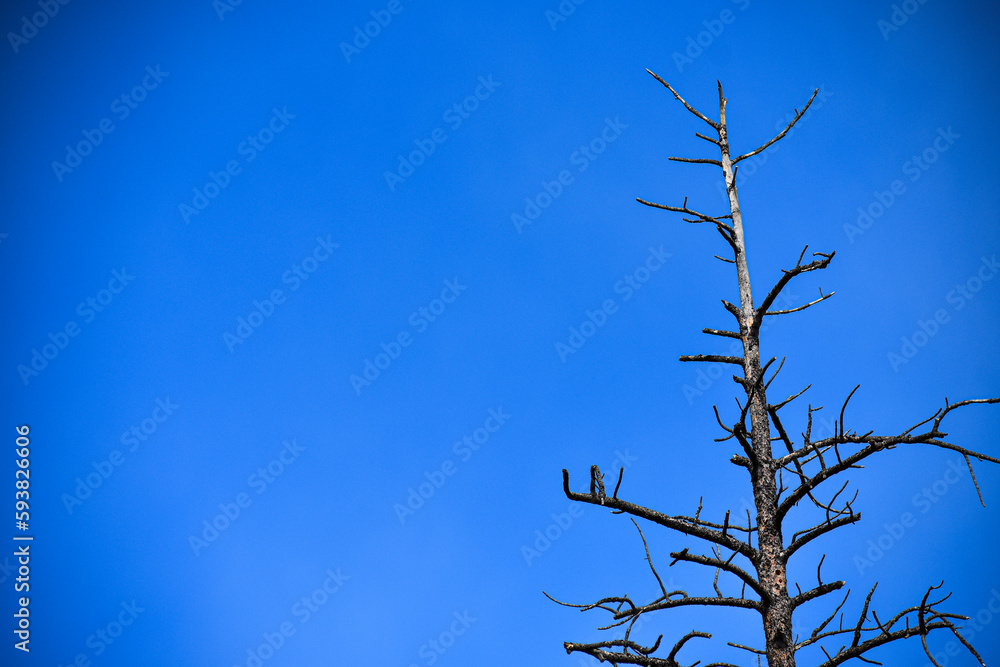 Obraz premium tree branches against blue sky