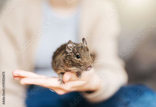 Young girl playing with small animal degu squirrel.