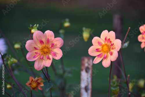 flowers in the garden