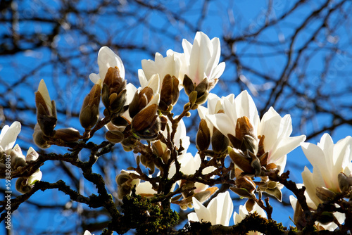 The white magnolia blossomed in the morning. High quality photo