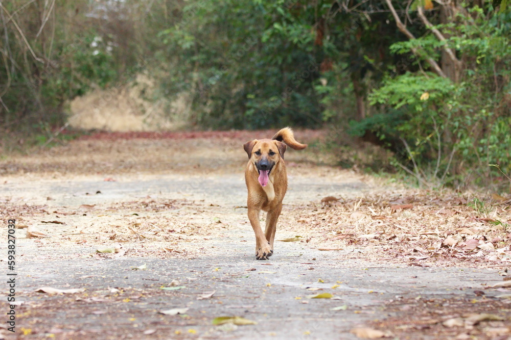 A reddish-brown dog running on the ground with fallen leaves.
