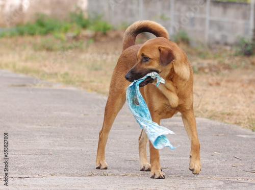 A red-brown dog holding a blue cloth in its mouth, a blue cloth destroyed by a dog, clothes damaged by a dog