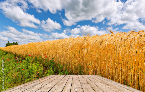 Agricultural countryside landscape with ripening field of wheat,  beautiful s...