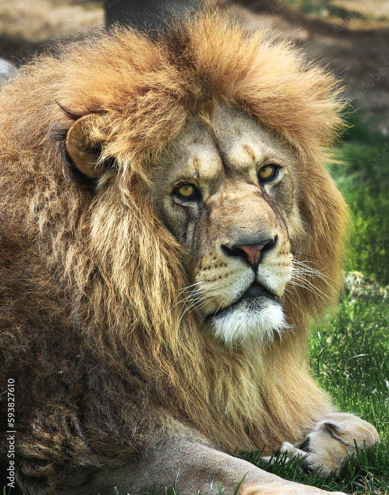 Portrait of a lion. Lion's head.