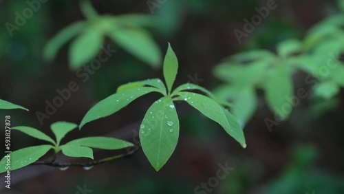 クロモジ　雨に濡れる若葉