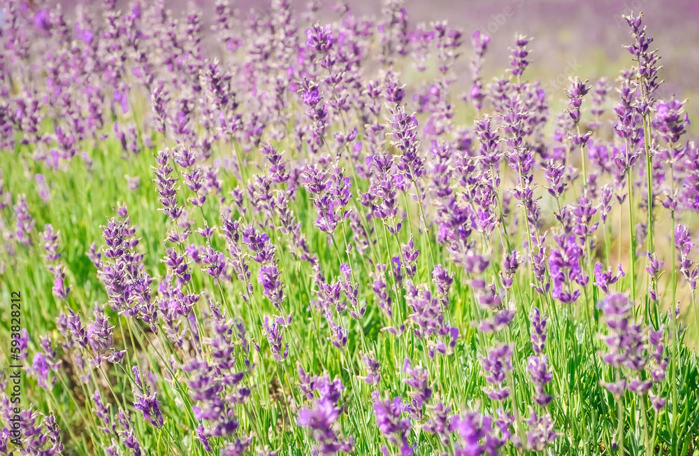 Fototapeta premium Field of lavender