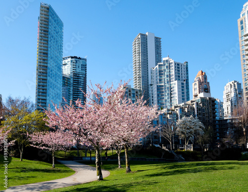 Obraz na płótnie Cherry blossoms in full bloom in the city Blooming sakura cherry blossom branch with skyscraper building in background in spring, Vancouver, BC, Canada