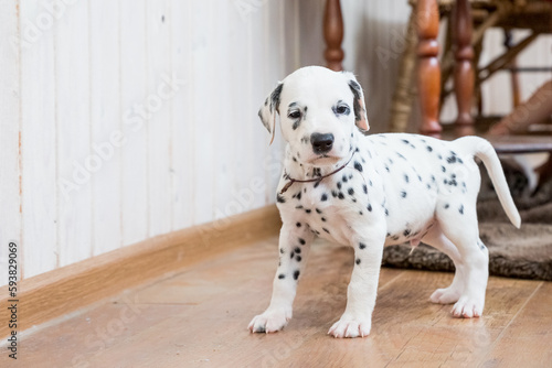 Little dalmatian puppy sitting on a light floor.Puppy spotted dogs lying on the floor.Portrait of a Dalmatian dog.Concept of breed, vet, animal health and care. Pet looks calm, healthy and cute