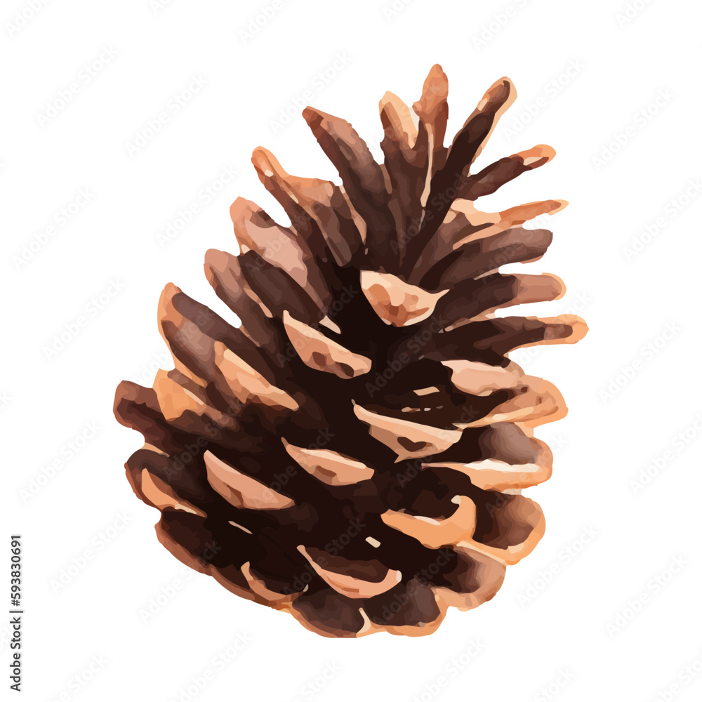 pine cone with style hand drawn digital painting illustration pine cone with style hand drawn digital painting illustration