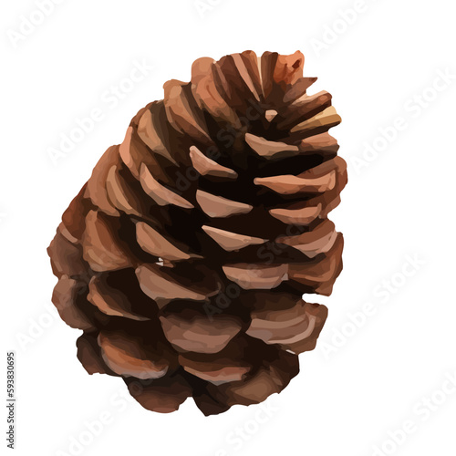 pine cone with style hand drawn digital painting illustration