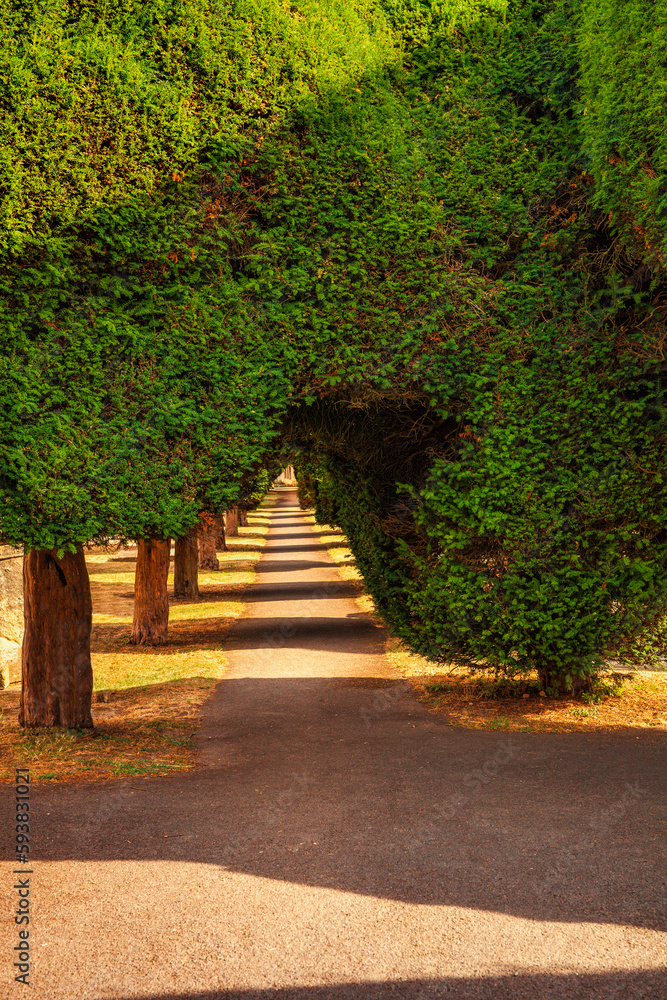 Yew trees in the Cotswold village of Painswick