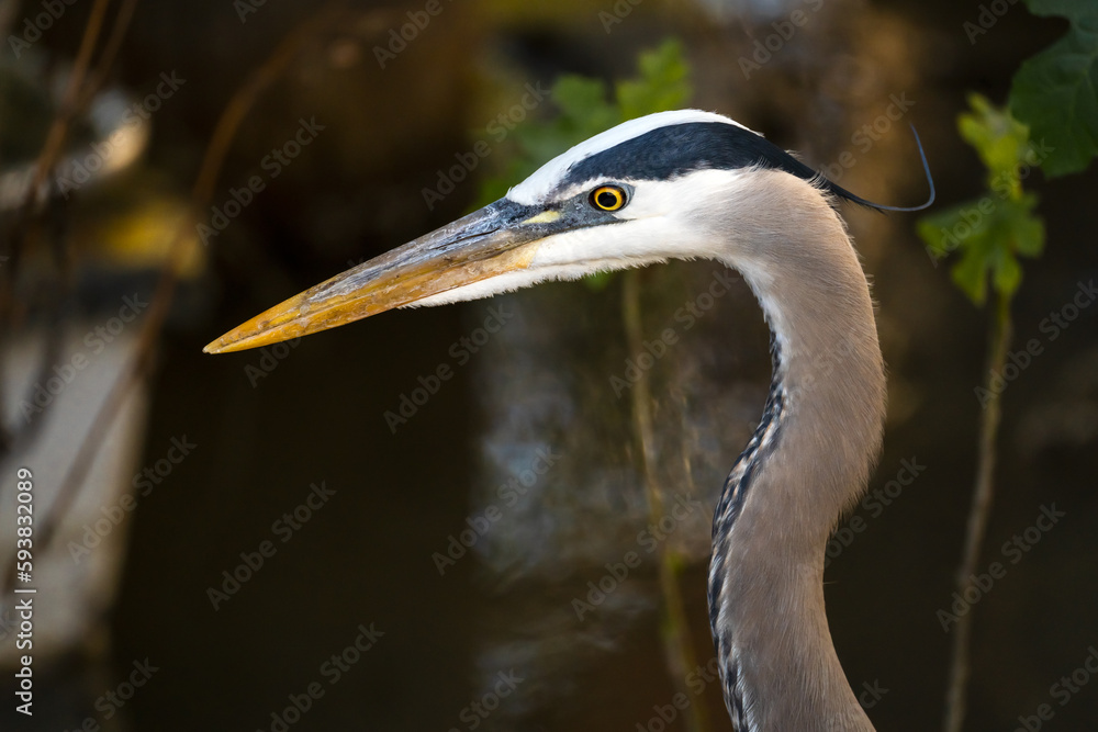 Close up of Great blue heron. Wildlife photography.	