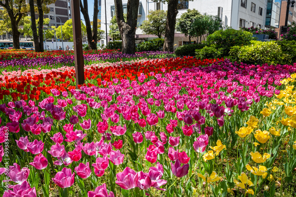 色とりどりのチューリップが咲き乱れる横浜公園の花壇