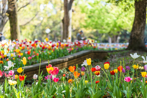 Fototapeta Naklejka Na Ścianę i Meble -  色とりどりのチューリップが咲き乱れる横浜公園の花壇