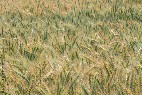 Ears of ripening rye swaying in the wind on an agricultural field © Emma