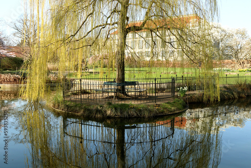 The Horticultural Garden (danish: Landbohøjskolens Have) Frederiksberg, Copenhagen, Denmark. Eurasian willow with trailing branches and foliage reaching down to the ground.