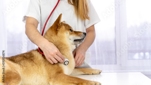 A dog at a vet's appointment. animal health concept photo