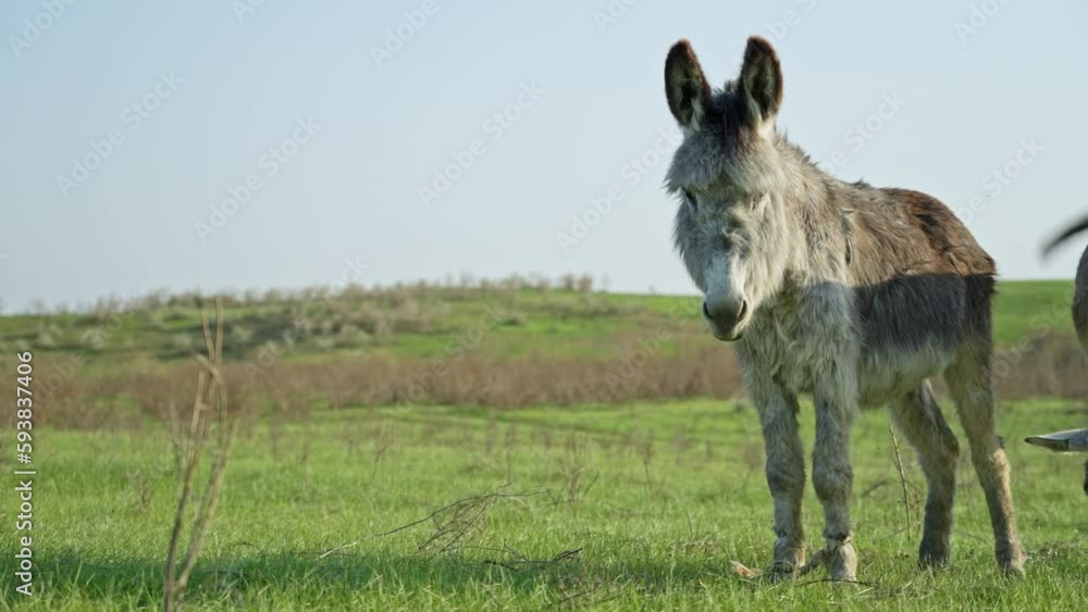 Against the background of the blue sky and the green lawn, a donkey with a long coat looks at the camera, shakes his head and ears, driving away insects. Pets in the pasture. Against the background of the blue sky and the green lawn, a donkey with a long coat looks at the camera, shakes his head and ears, driving away insects. Pets in the pasture.