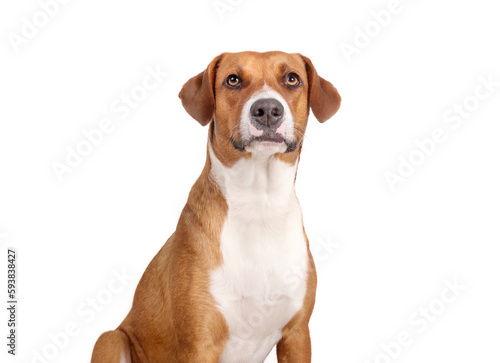 Serious dog looking at camera, front view. Medium size brown and white puppy dog sitting with intense or focused face expression. 1 year old female Harrier mix dog. Selective focus. White background.