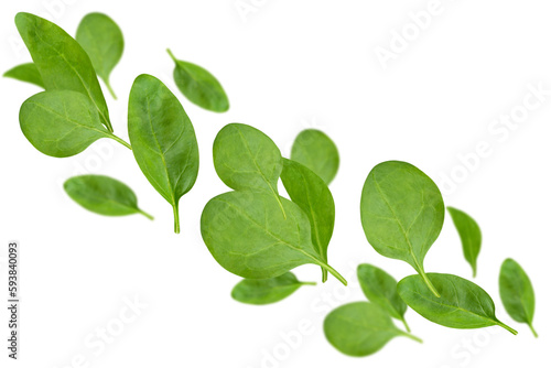 Levitation of spinach leaves isolated on transparent background.