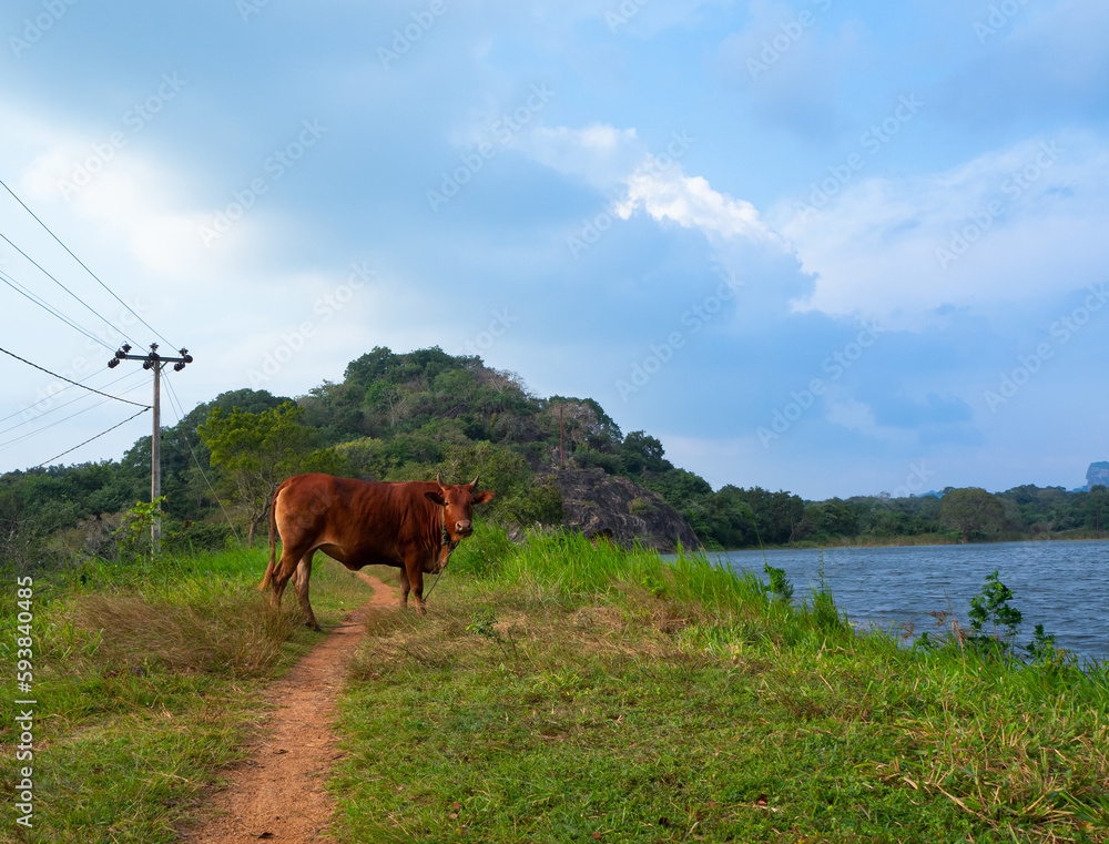 cows on the river