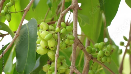 Close up of Unriped green Java Plum fruit tree (Syzygium cumini) Jambolan plum or Jamun fruit commonly known as black plum.Tree in the garden. photo