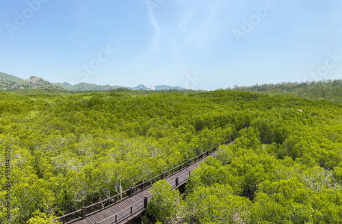 Bird eyes view of Thailand mangrove forest at Phetchaburi with wooden bridge for tourist walking.