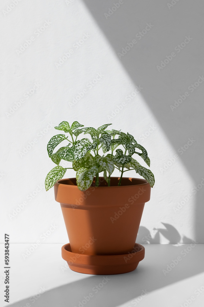 Fototapeta premium Home plant fittonia in a clay brown pot in the sun on a white background. The concept of minimalism. Houseplants in a modern interior.