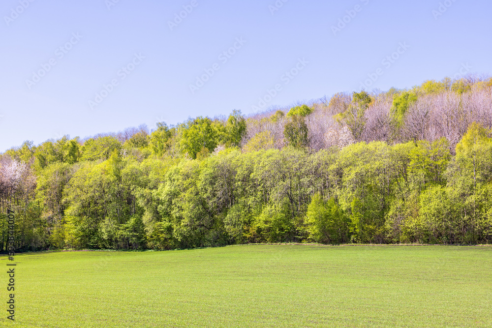 Forest with lush green trees by a field at springtime