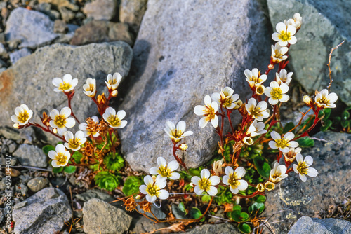 Tufted saxifrage flowering on a stoney ground