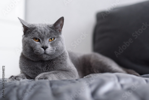 portrait of a cat. Gray cat close-up. Grey-blue British Shorthair cat. 