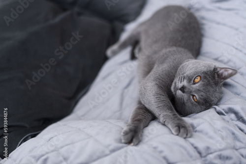 
Close-up of a gray cat with orange eyes falls asleep. British shorthair blue-grey cat. Cat world. Caring care for a pet.
