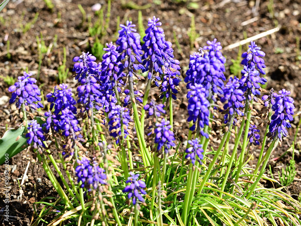 Obraz premium flowers that bloom in spring