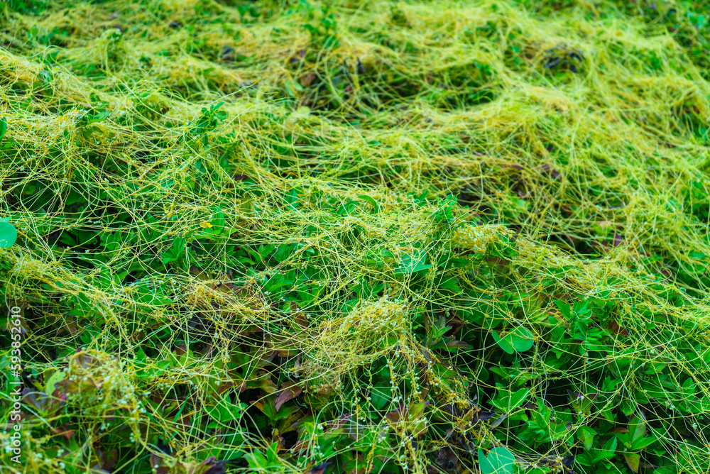 Green grass covered with yellow plants Green grass covered with yellow plants