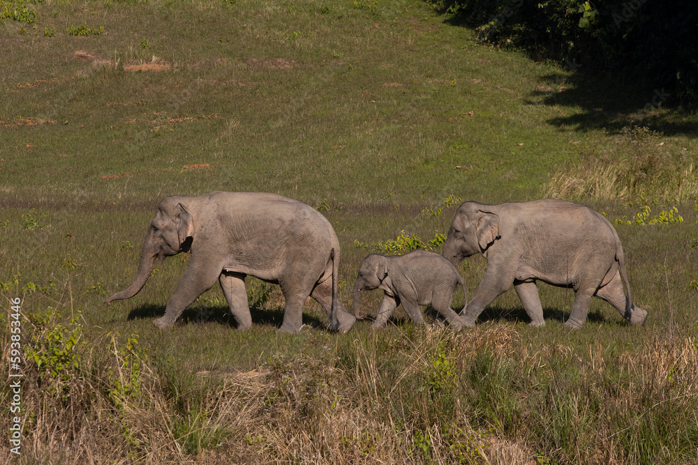 Obraz premium Three wild elephants in a national park, Thailand